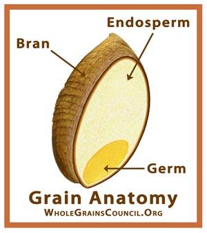 grainanatomy